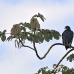 vulture_la_h_1129_ecu3242.jpg